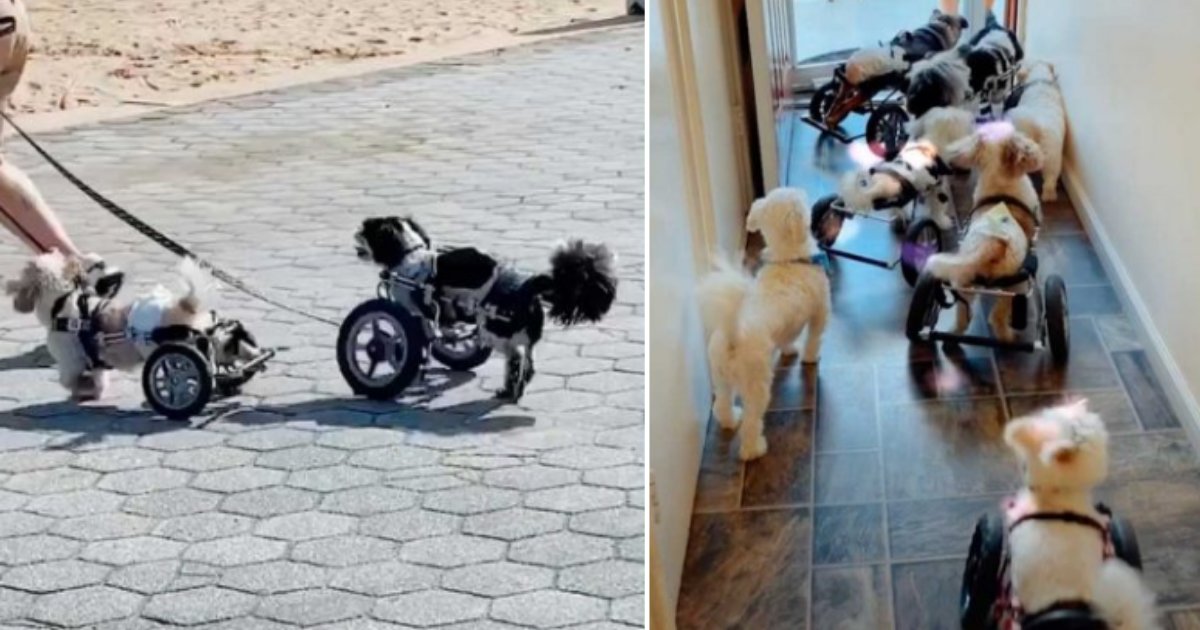 3 32.png?resize=412,275 - Thanks To These Amazing Wheelchairs, 6 Adorable Dogs Could Now Run Freely