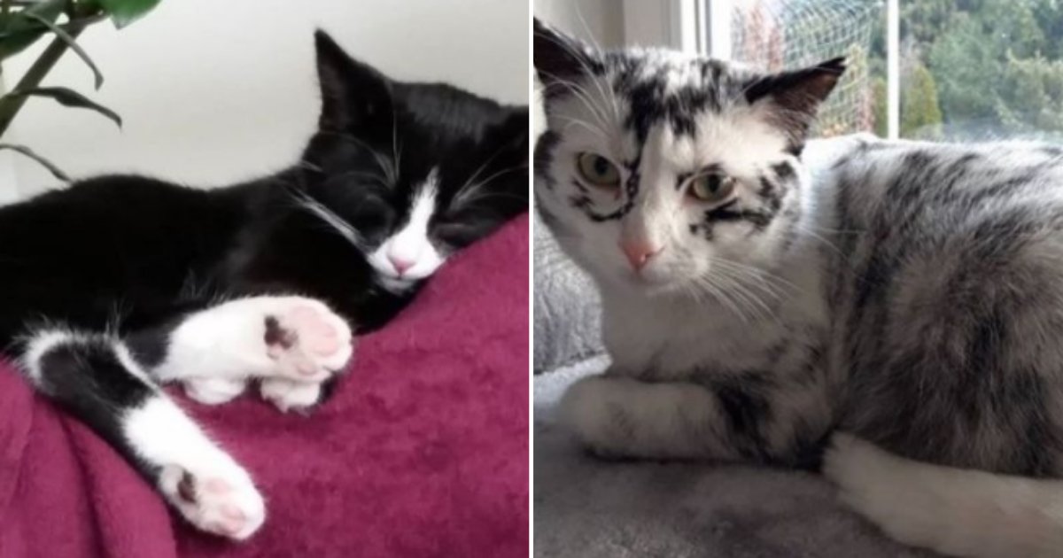 3 34.png?resize=412,275 - Adopted Rescue Cat Looks Unrecognizable Due To Massive Change In Her Fur Because Of A Rare Condition