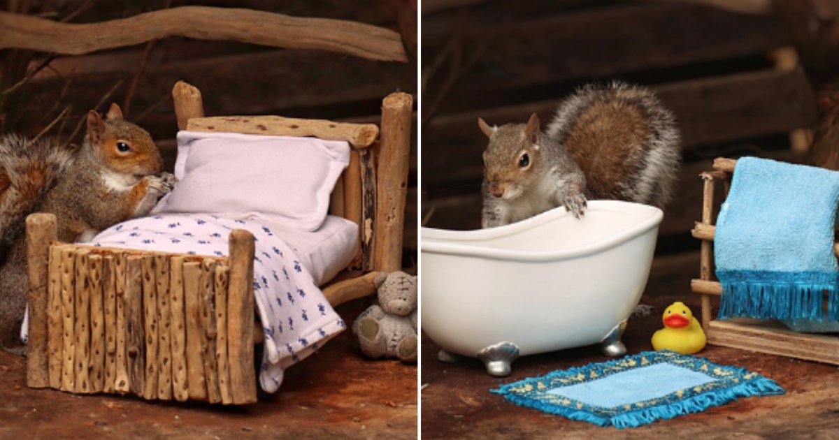 4 1.png?resize=1200,630 - Bored Wildlife Photographer In Lockdown Made Wooden Bed For Squirrels In Her Yard For A Photoshoot