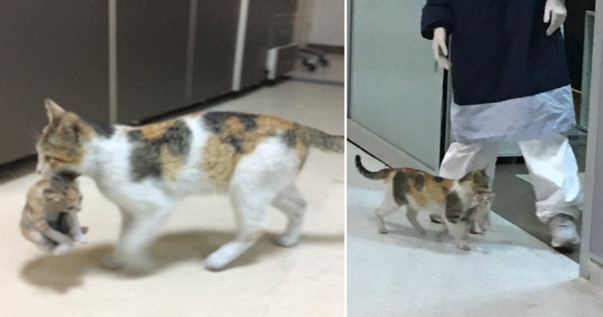 4 2.png?resize=1200,630 - Clever Mother Cat Brings Her Sick Kitten To The Hospital, Gets Attention By Medics Immediately