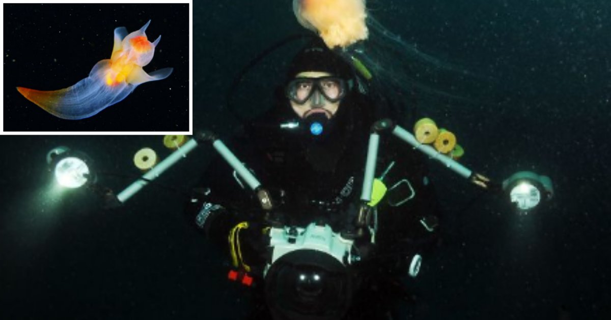 5 1.png?resize=412,275 - A Marine Biologist Shared Pictures Of Real-Life 'Sea Angel'