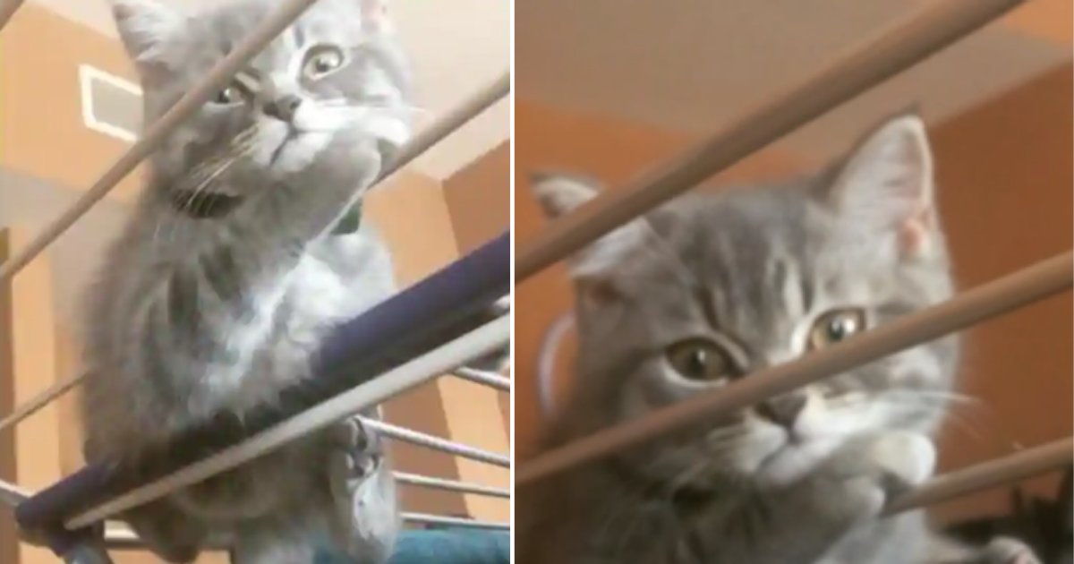 5 13.png?resize=412,275 - Cats Are The Masters Of Their Own Wills And Would Chill On Clothes-Drying Rack If They Want To