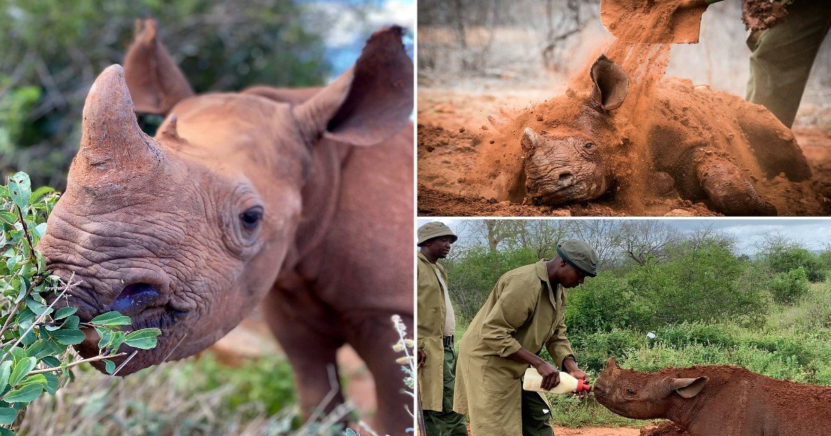 5 31.jpg?resize=1200,630 - Orphaned Rhino Found Next To His Late Mom's Body Is Getting The King Treatment With Mud Bath And Belly Rubs