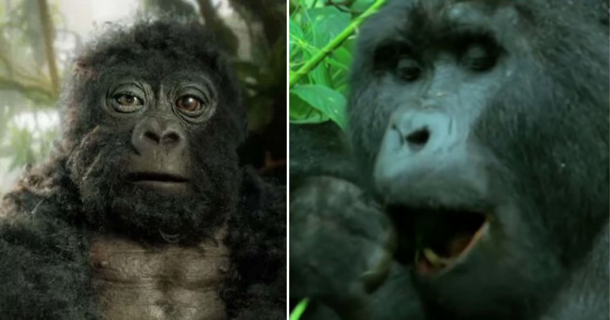 6 17.png?fit=1024%2C538&ssl=1&strip=all - Robotic Gorilla Pretended to be a Part of the Pack and Captured Much Interesting Behavior
