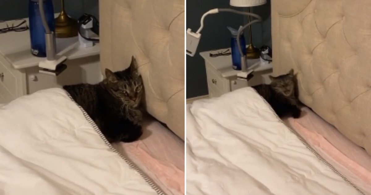 6 22.png?resize=412,275 - This Hooman Interrupted The Cat's Nap Time And The Cat Angrily Meowed At Her Telling  Her That It's NOT OKAY