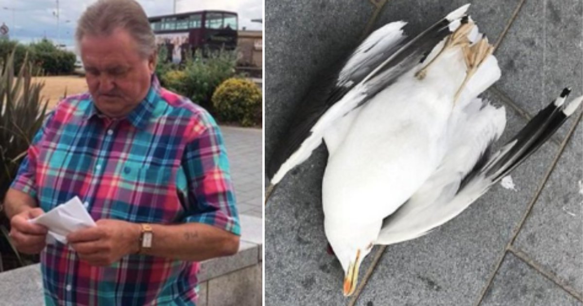 6 7.png?resize=1200,630 - A Man Thrashed A Seagull To Death for Taking His Chips