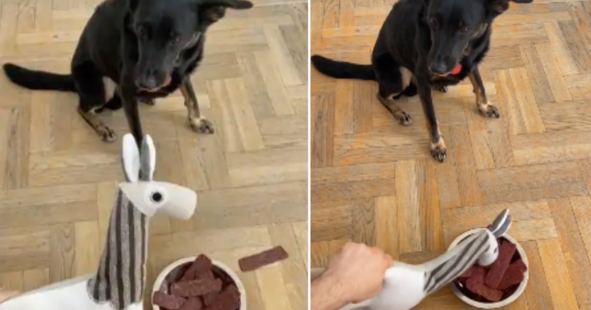 7 7.png?resize=412,275 - This Hooman Prank Gone Wrong is a Testimony That Canine's Are Smart Creatures