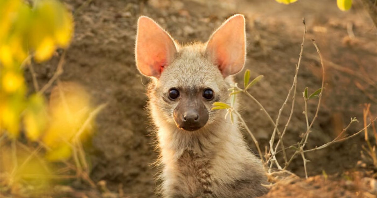aardwolf6.png?resize=1200,630 - Meet The Cutest Animal You Never Even Knew Existed: Aardwolf