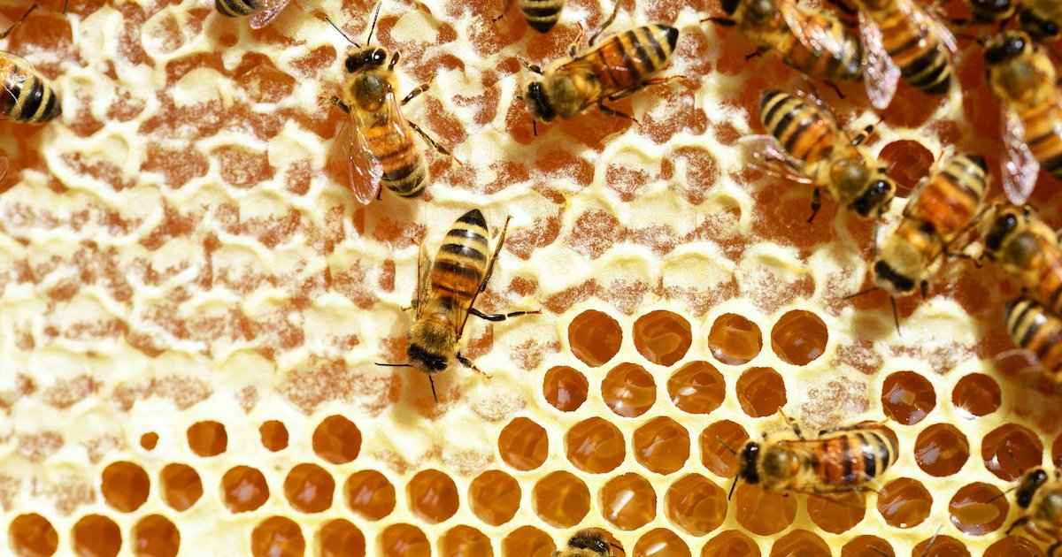 abeilles.png?resize=412,232 - Confinement : Selon cet apiculteur, les abeilles n’ont jamais produit autant de miel en 20 ans