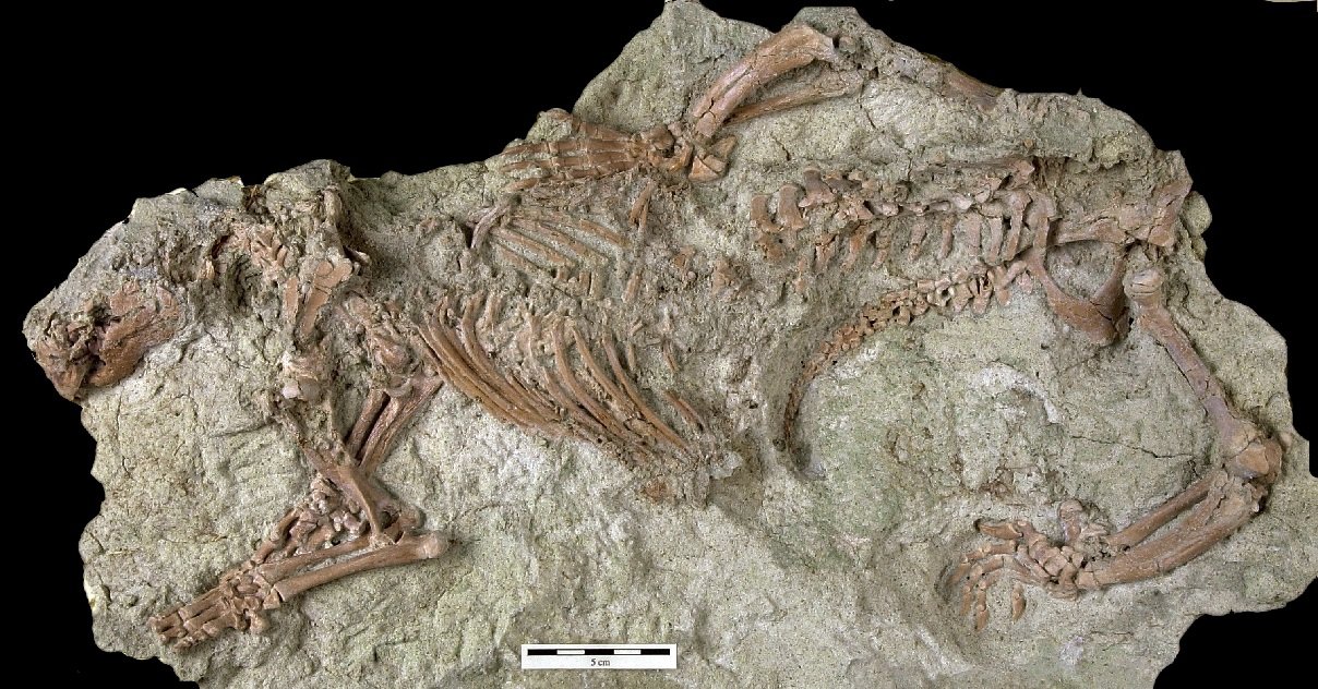 adalatherium hui.jpg?resize=1200,630 - Madagascar: un étrange mammifère qui a vécu aux côtés des dinosaures a été découvert !