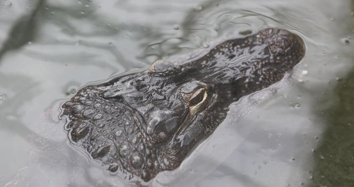 alig.jpg?resize=412,275 - Saturne, le célèbre alligator du zoo de Moscou est mort à 84 ans !