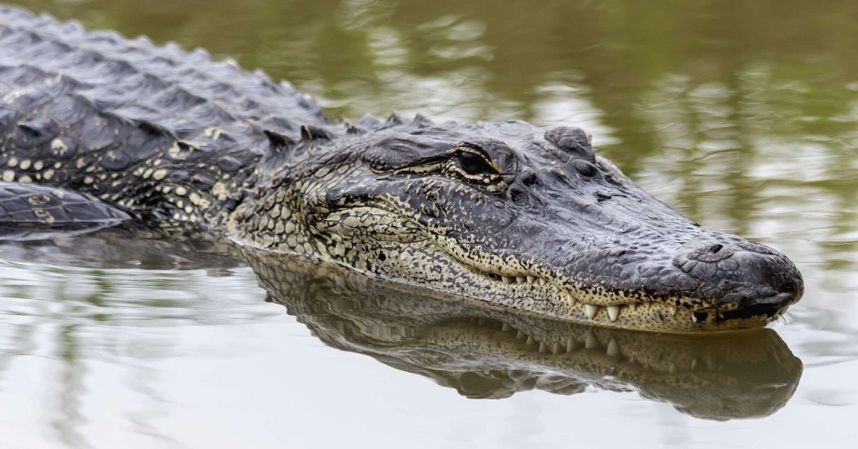 alligator.jpg?resize=412,275 - Nature: Une femme a été tuée par un alligator parce qu'elle essayait de le caresser...