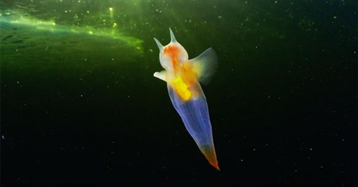 ange de mer.png?resize=1200,630 - Découvrez l’ange de mer, un petit mollusque fascinant qui vit sous la glace