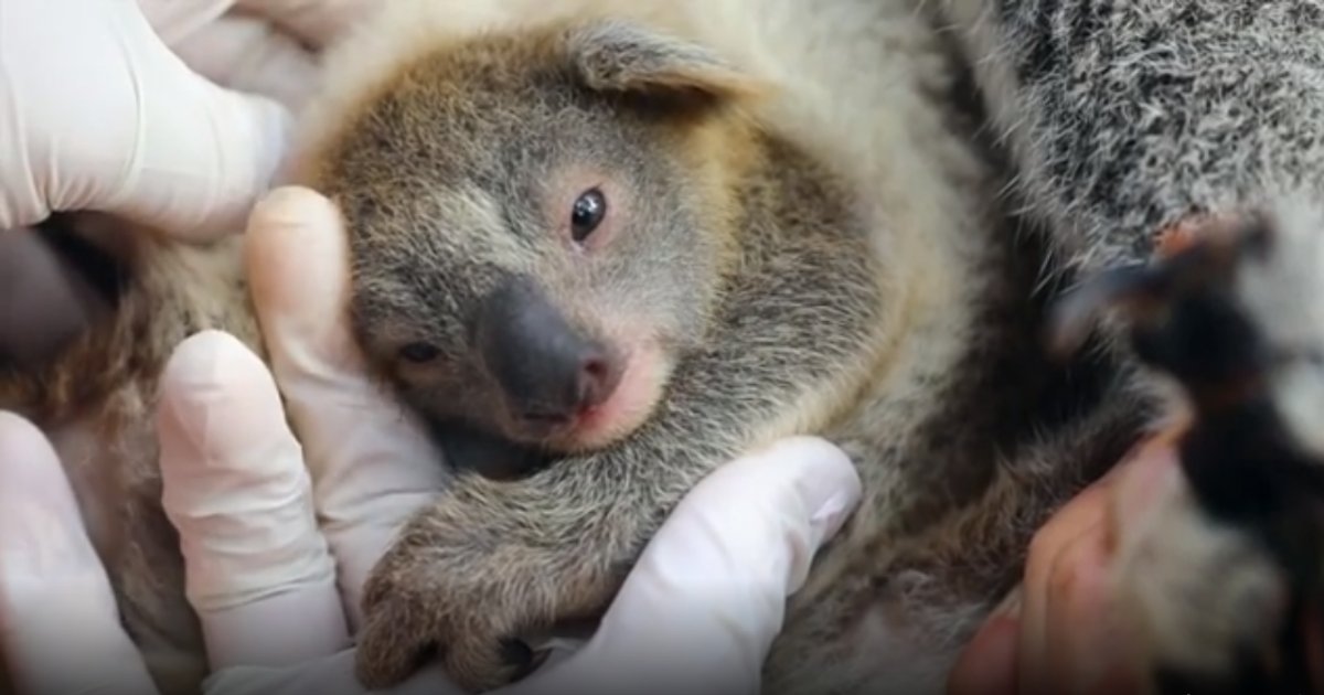 ash.png?resize=1200,630 - Australian Wildlife Park Welcomes FIRST Baby Koala Since The Devastating Bushfire Season