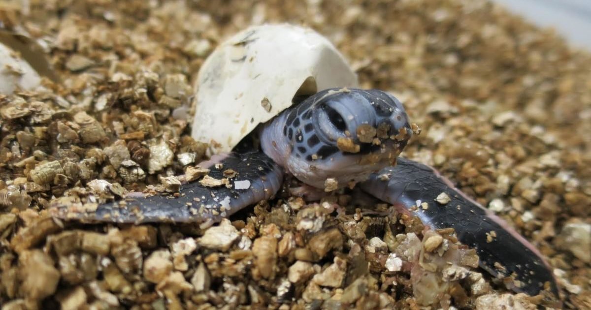 baby sea turtlejpg e1590694138319.jpg?resize=1200,630 - Malaisie : L'Etat de Terengganu va interdire le commerce des œufs de tortue marine
