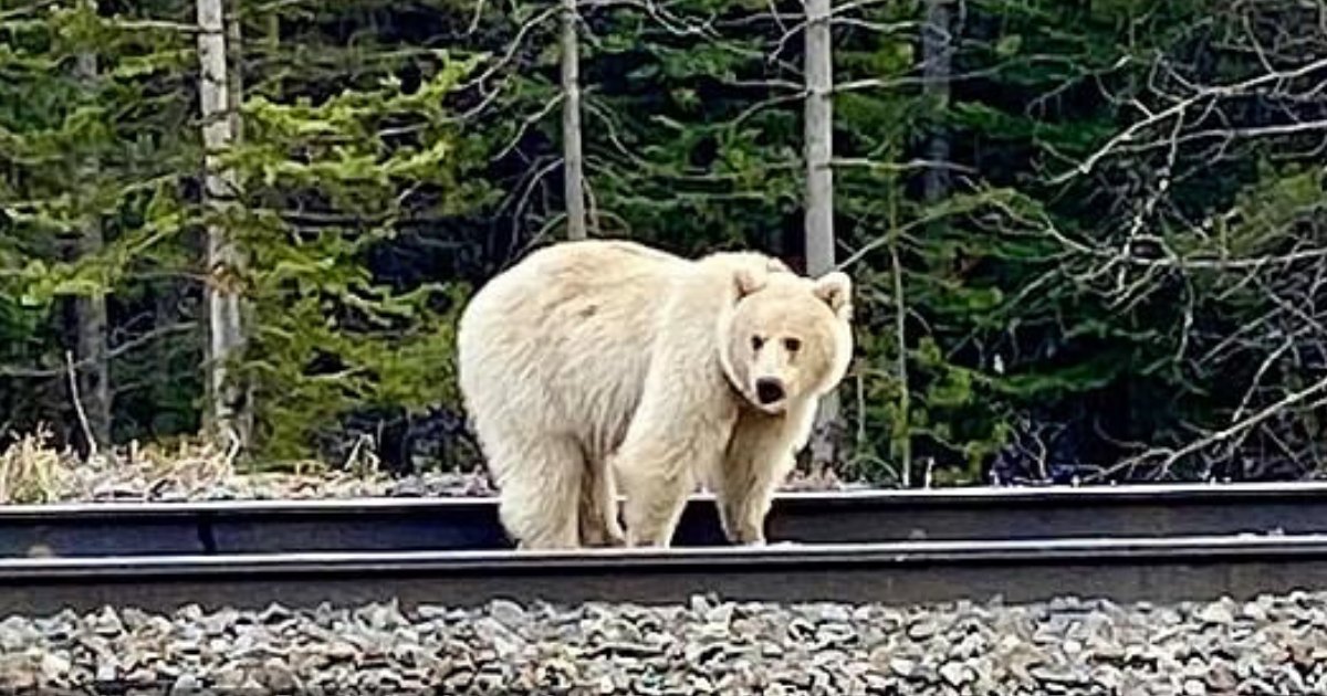 Extremely Rare White Grizzly Bear Spotted Near A Tourist Resort In A ...