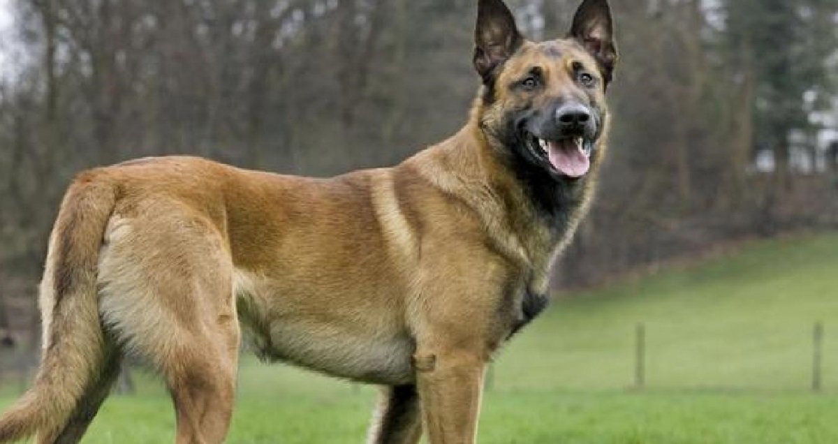 beberger.jpg?resize=412,275 - Moselle: deux enfants ont été attaqués par des bergers malinois !