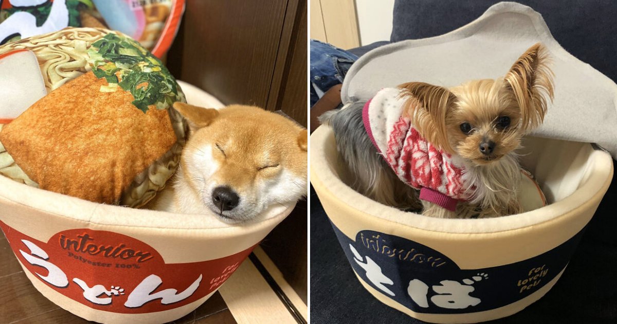 bed5.png?resize=1200,630 - Pet Owners Can Now Buy ‘Instant Cup Noodle Beds’ For Their Animal Companions