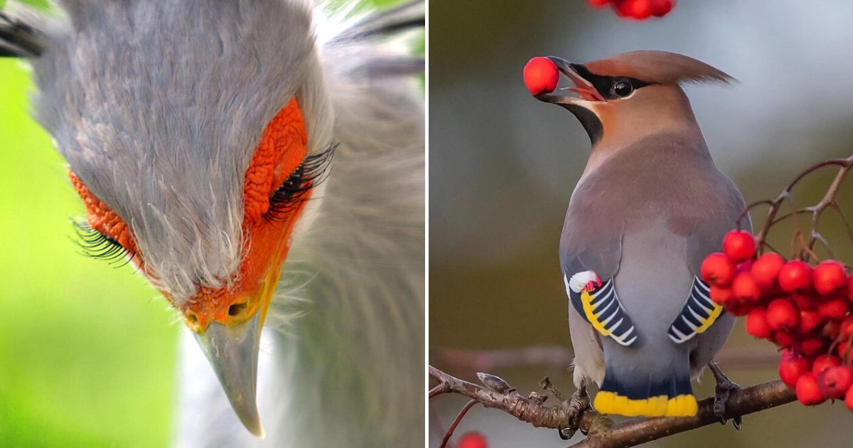 birds.png?resize=412,275 - Beautiful Birds You Have Probably Never Seen Before, 15+ Photos
