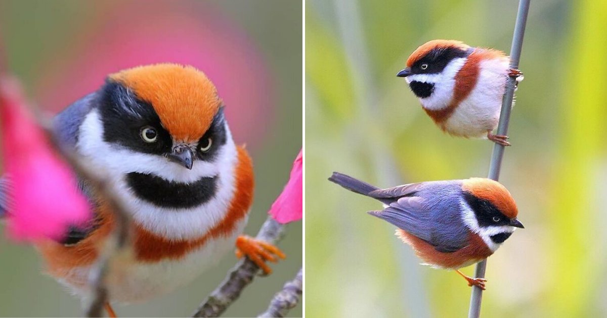 birds6.png?resize=412,275 - These Fluffy And Colorful Birds Are Called The Black-Throated Bushtit