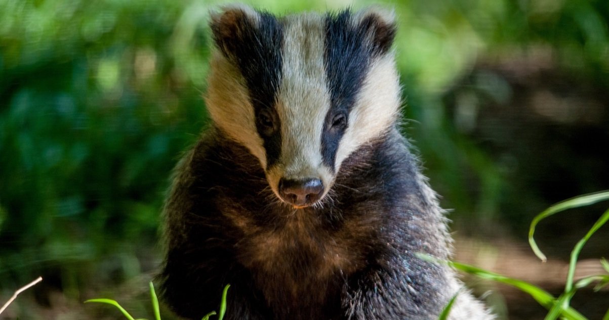 blaireau.jpg?resize=412,275 - Des députés demandent la fin de la chasse aux blaireaux !