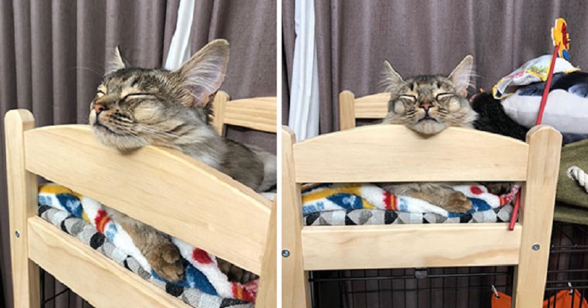 c13.jpg?resize=412,275 - People Are Buying IKEA Doll Beds For Their Cats And It's Absolutely Adorable