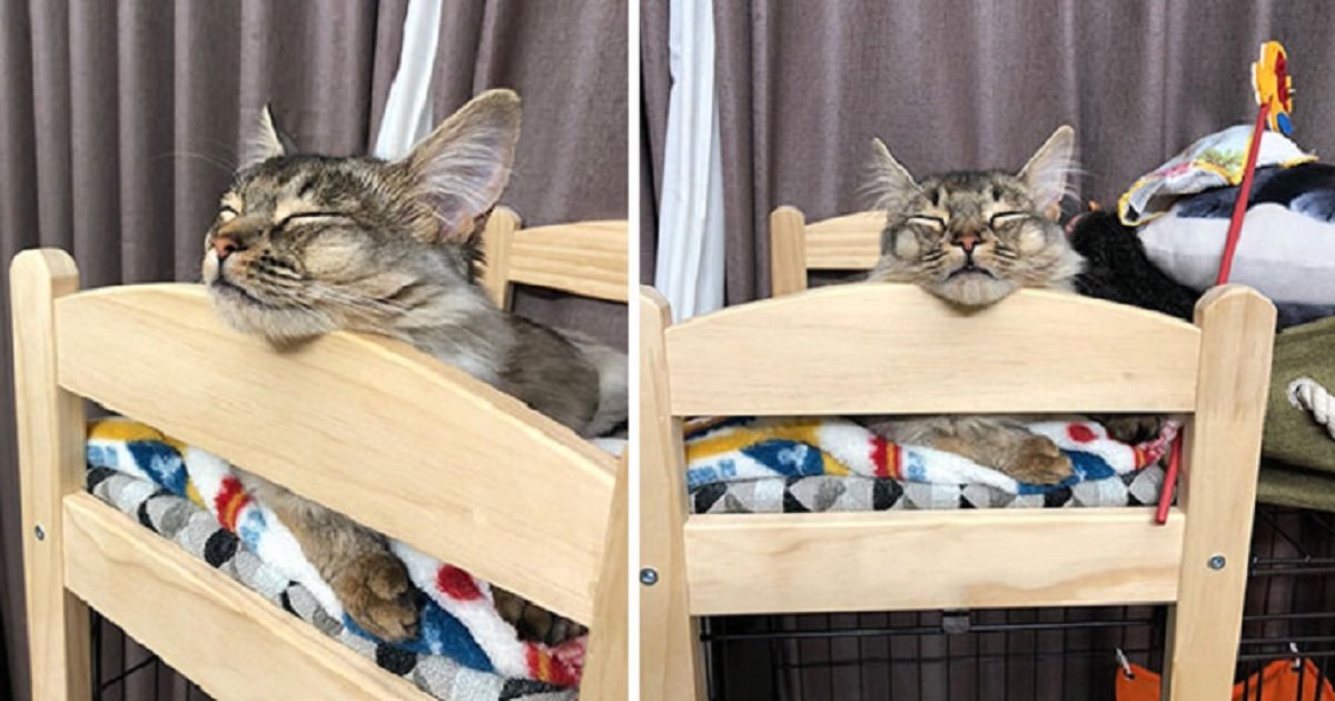c13.jpg?fit=1024%2C538&ssl=1&strip=all - People Are Buying IKEA Doll Beds For Their Cats And It's Absolutely Adorable