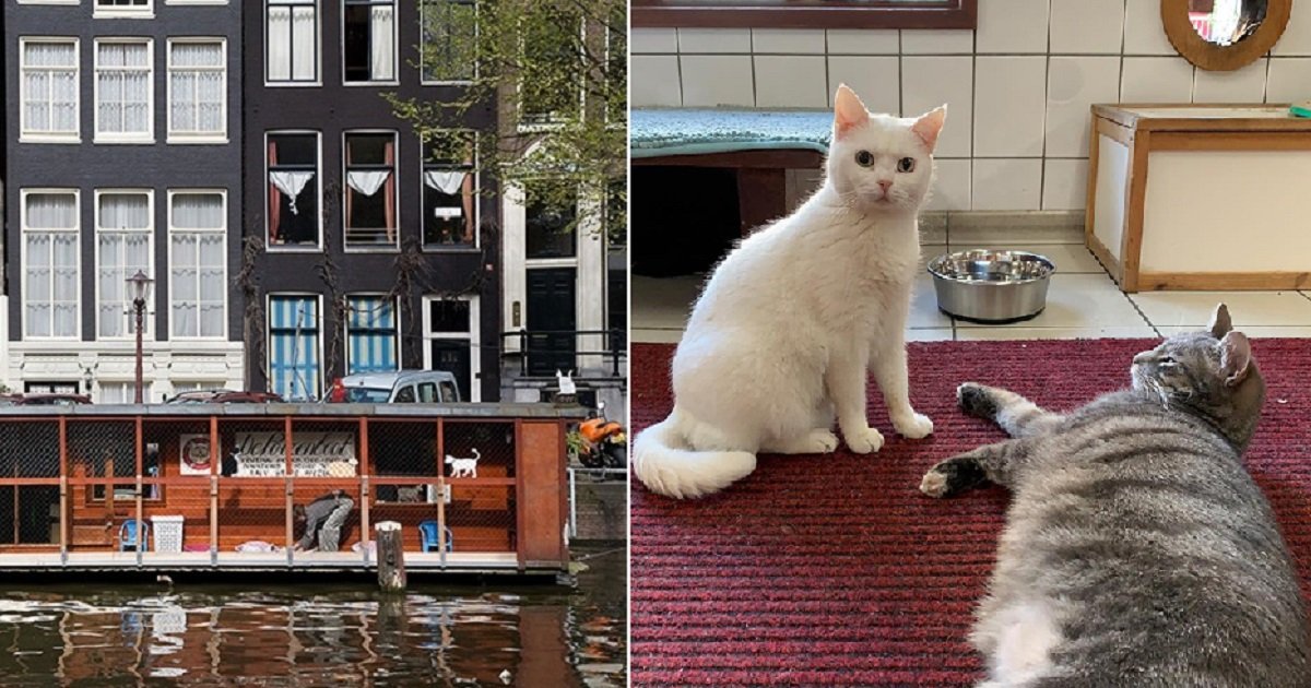 c4.jpg?resize=1200,630 - "De Poezenboot" In Amsterdam Is The World's First (And Only!) Floating Cat Sanctuary