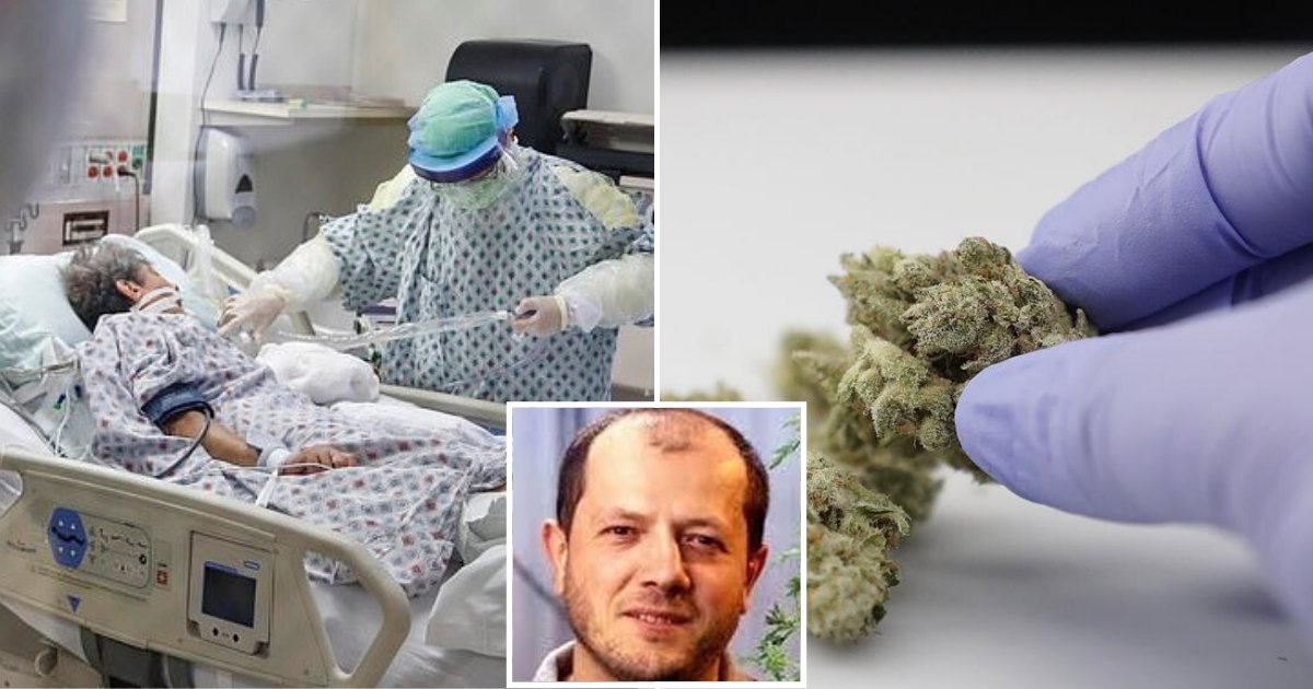 cannabis5.png?resize=412,275 - Researchers in Canada Are Testing Whether Or Not Cannabis Compounds Can Prevent Coronavirus From 'Hijacking' Human Cells