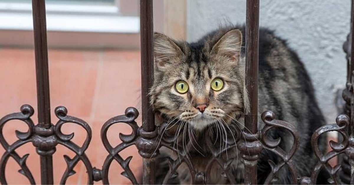 cats3.png?resize=412,275 - Cat With Heart Condition Euthanized After Contracting Coronavirus From Its Owner Who Died From The Disease