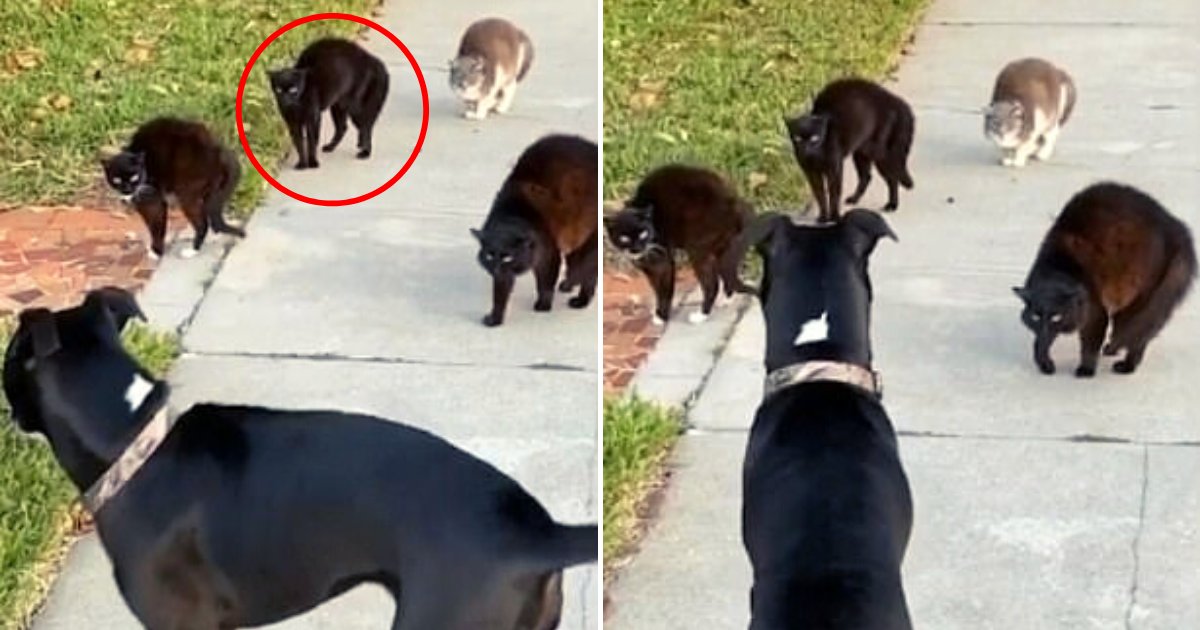 cats4.png?resize=1200,630 - Adorable Dog Faced Off With A Gang Of Street Cats When He Ventured Into Their Territory