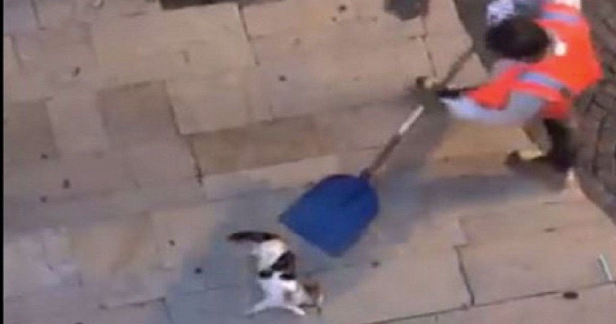chat.jpg?resize=1200,630 - Montélimar : un agent de propreté a été filmé en train de jeter un chat vivant dans une poubelle