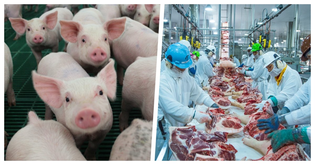 collage 28.jpg?resize=1200,630 - Up to 10 Million Pigs May Be Euthanized in the US As Pork Processing Plants Close Due to Covid-19