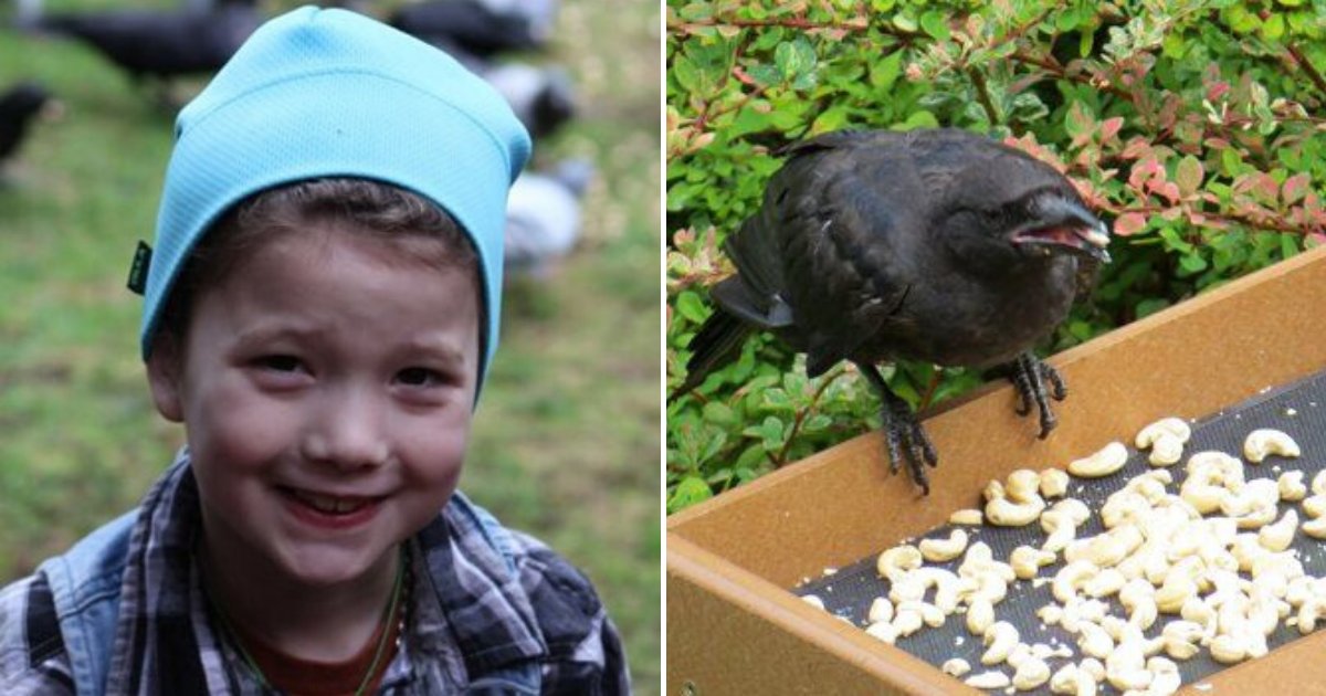 crows6.png?resize=1200,630 - 8-Year-Old Girl Receives Gifts From Crows She Has Been Feeding For Years