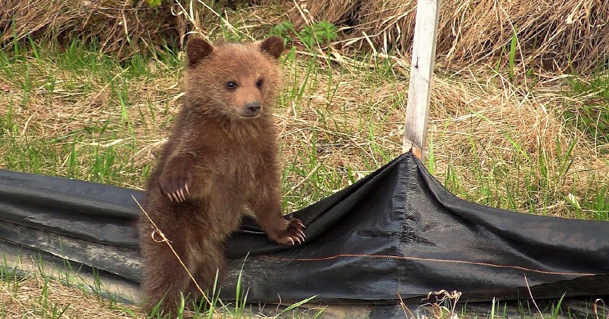 cub.jpg?resize=412,275 - L'image du jour: Des oursons ont été aperçus avec leur mère dans les Pyrénées