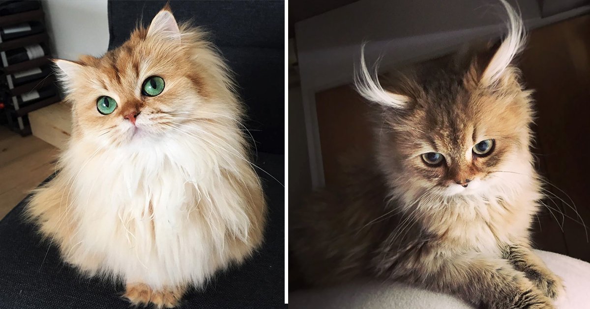 cutest cats.jpg?fit=1024%2C538&ssl=1&strip=all - Compilation of The Cutest Cat In The World Has Viewers Struck In Awe