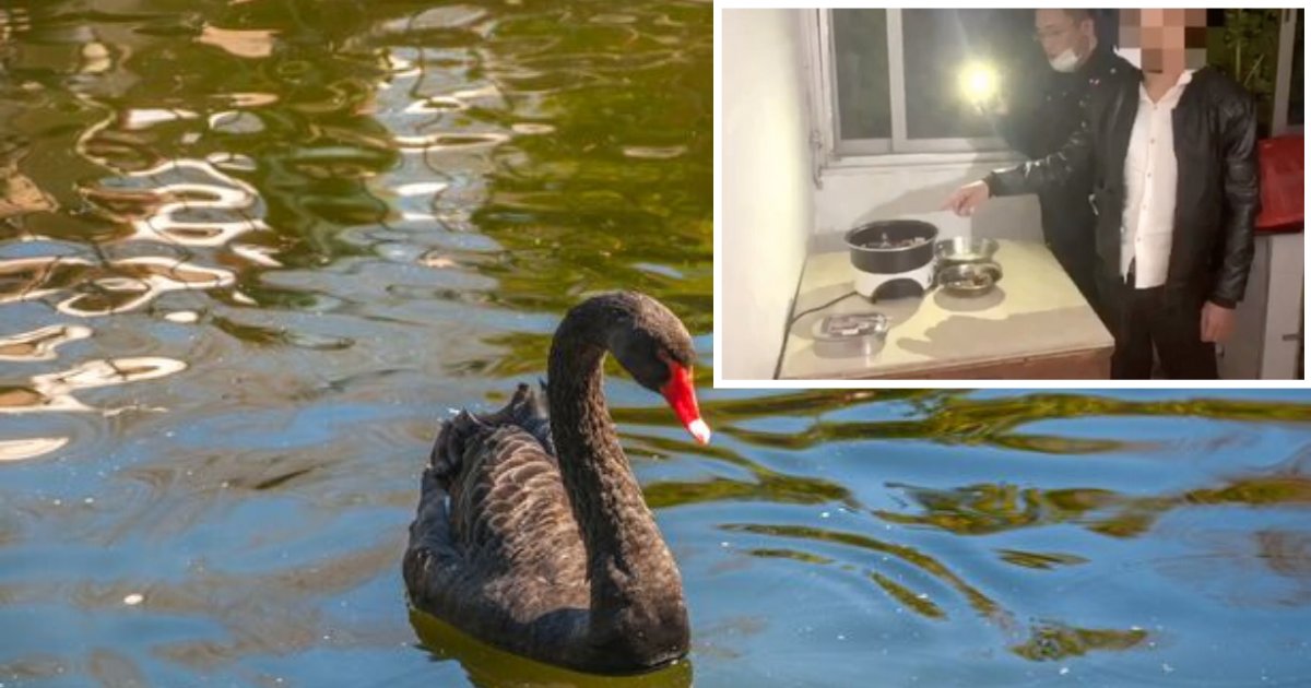 d7 1.png?resize=412,275 - A Man Stole Black Swan From A Park And Turned It Into A Soup Because It Pecked on His Hand