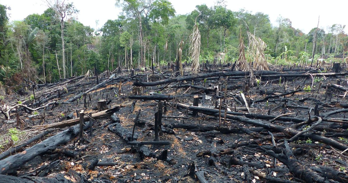 deforestation amazonie.png?resize=1200,630 - Déforestation illégale en Amazonie : Une tribu indigène remporte un procès contre des exploitants forestiers