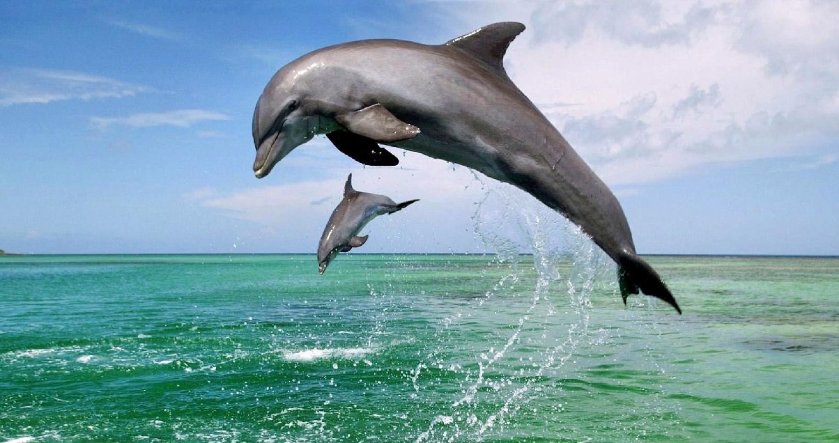 deux grands dauphins 1.jpg?resize=1200,630 - Carnet Rose: un dauphin né à Marineland vient de donner naissance à un bébé !