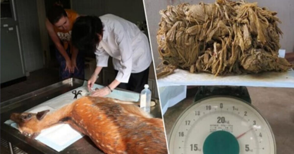 diseno sin titulo 38 1.jpg?resize=412,232 - Ciervos En Japón Pierden La Vida Por Quilos De Plástico Encontrados En Sus Estómagos