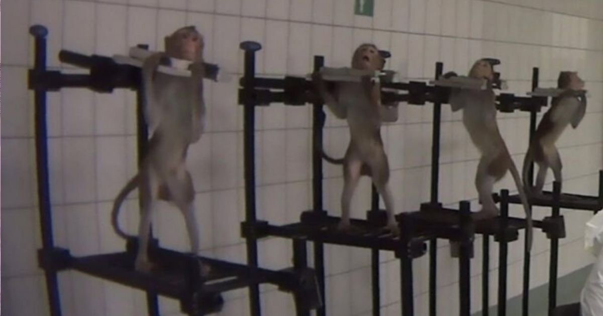 diseno sin titulo 71.jpg?resize=1200,630 - (VIDEO) Se Filtran Imágenes De Animales Torturados Hasta La Muerte Por Compañía Farmacéutica