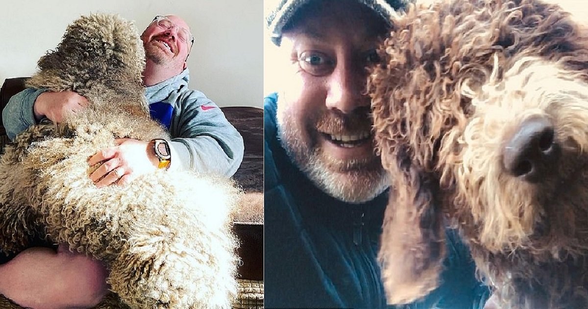 dog.jpg?resize=1200,630 - 6-Foot-Tall Newfoundland-Poodle Still Thinks He's A Lapdog And Hops Onto His Owner's Knee For Cuddles
