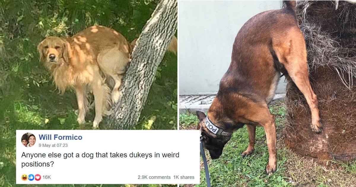 doggo16.png?resize=1200,630 - Guy Asks If Other Dogs Also Have Weird Positions When Nature Calls, Receives Hilarious Photos!