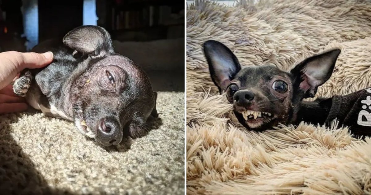 doggo2.png?resize=1200,630 - Deformed Chihuahua Receives A Second Chance At Life After A Kindhearted Woman Showered Her With Love