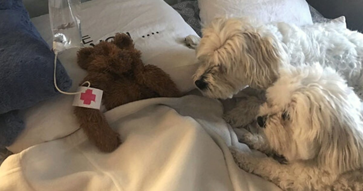doggos.png?fit=1024%2C538&ssl=1&strip=all - Worried Puppies Watch Over Their 'Baby Bear' After Owner Saved It From Heavy Rain