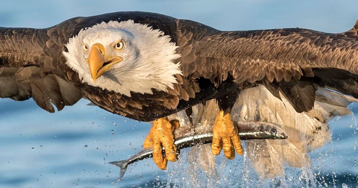 eagle5.png?resize=1200,630 - Perfectly Captured Moment! Photos Show A Bald Eagle Catching A Fish From Alaskan Seas