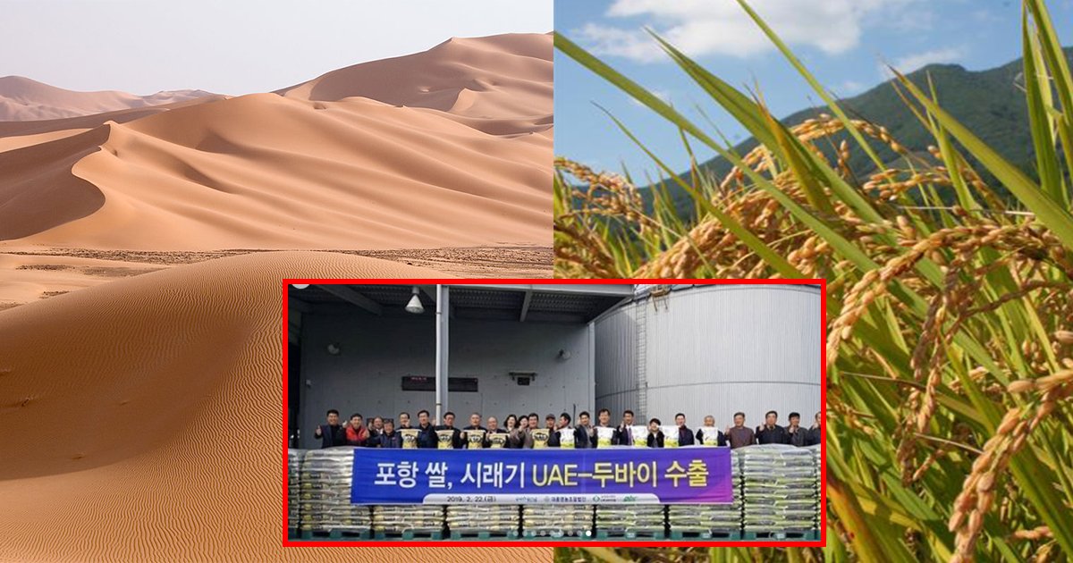 ec82aceba789.jpg?resize=1200,630 - ' 사막에서 쌀을 재배한다고..?' ... 불가능을 가능으로 만들어버린 우리나라 벼농사 기술