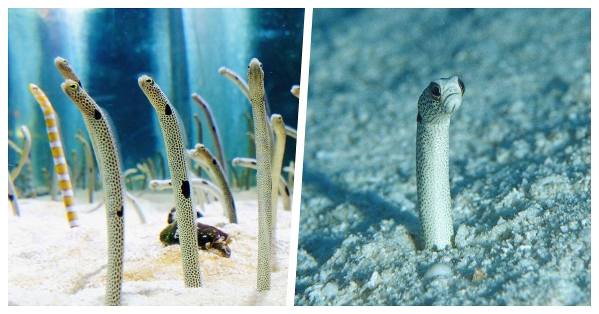 eels cover.jpg?resize=412,275 - An Aquarium Wants You To Have A Video Conference Call With Its Garden Eels