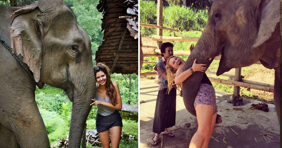 elephants love human.jpg?fit=1024%2C538&ssl=1&strip=all - Do Elephants Think Humans Are Cute- Surprising Study Reveals Answer