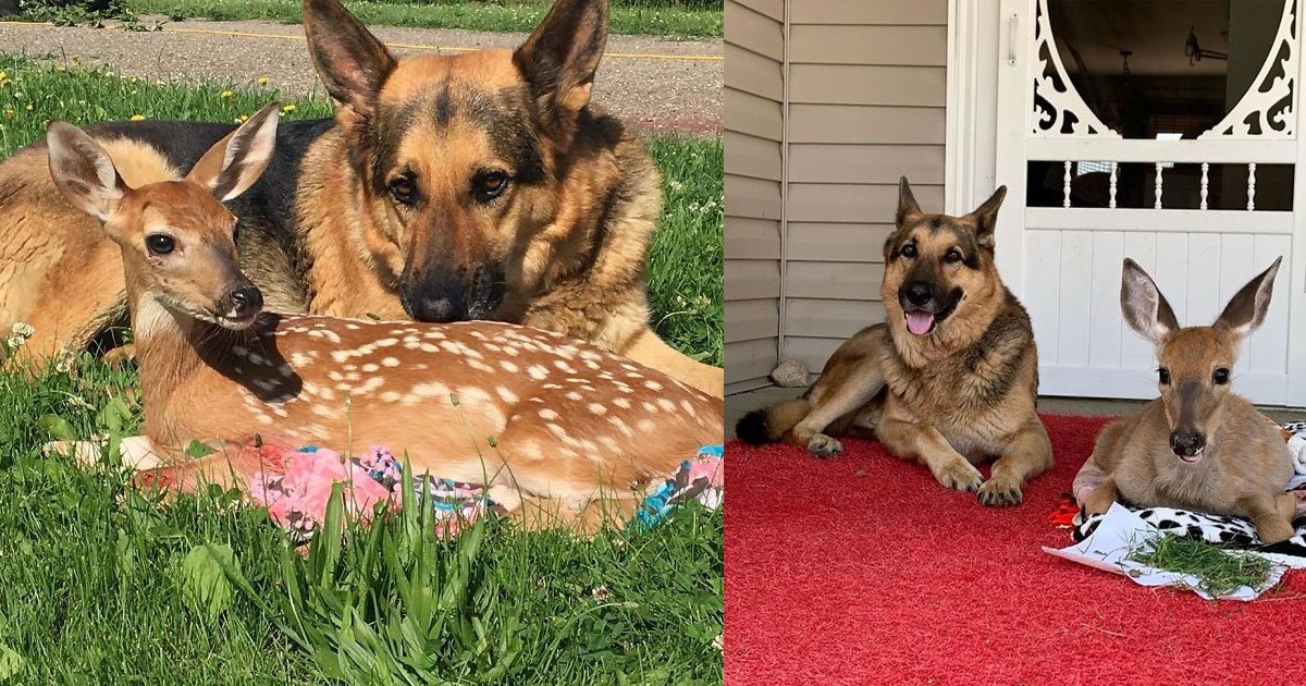 empathetic dog comforts injured animals his owner rescues.jpg?resize=412,275 - Empathetic Dog Comforts Injured Animals His Owner Rescues